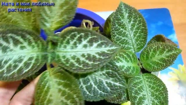 Для любителей эписций // Характеристика сорта "  Tricolor " // Новая загадка о растениях