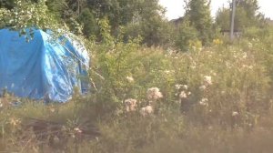 Постройка шалаша из берёзы и тента первое жилище на участке