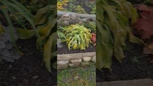 Гейхера Отумн ливз