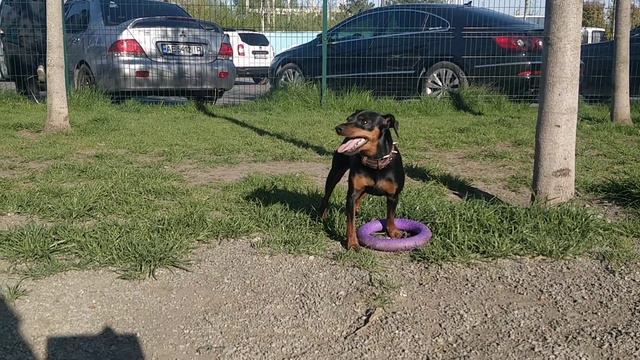 Защита "пуллера" смотреть онлайн