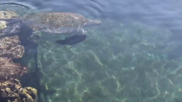 Гигантские морские черепахи Израиля смотреть онлайн