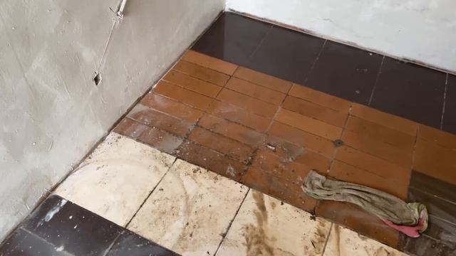 Как готовлю помещение для цыплят Где яйца Шелковых кур