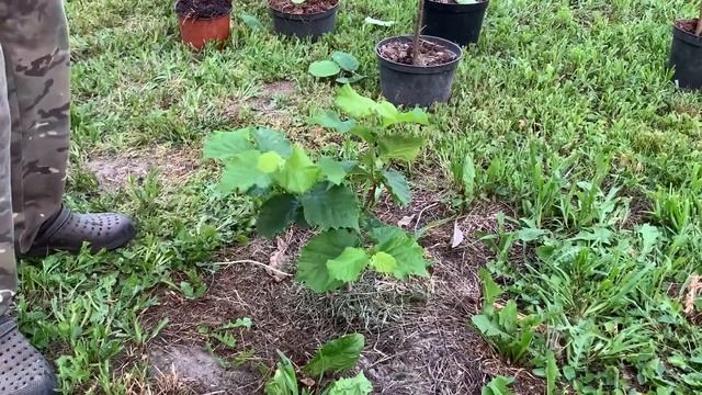 ФУНДУК в БЕЛАРУСИ. Саженцы не ДИЧКИ #брест #кобрин #фундук#фундуксаженцы#сортовойфундук#сад смотреть онлайн