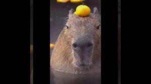 Капибара (Capybara)