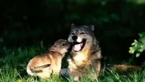 Душевный клип про волков