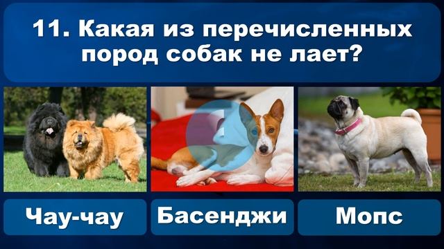 Тест о животных! Викторина в мире животных. Что ты знаешь о животных? смотреть онлайн