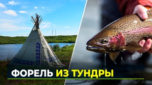 Разведение форели - новый туристический бренд Ямала