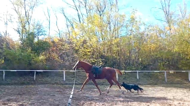 Разминка лошади на корде, Герда гоняет по кругу за Ташкентом. смотреть онлайн
