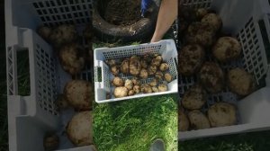 700 граммовый картофель вырастили в колесах. Картошка в колесах! Часть 2. 2019 год.