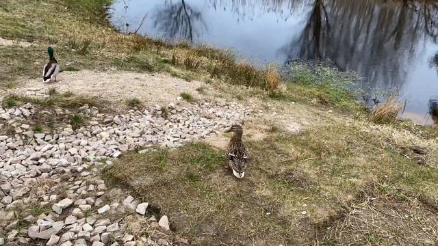 Просто интересное видео . смотреть онлайн