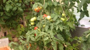 Благодарность за урожаи в Карелии