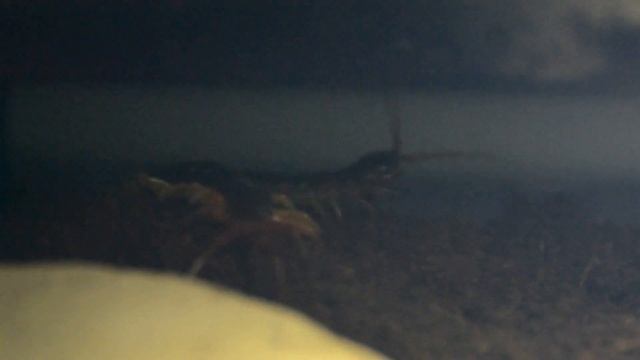 Scolopendra dehaani (Vietnam) смотреть онлайн