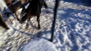 Тёлки на льду.