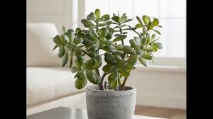 ДЕНЕЖНОЕ ДЕРЕВО. Как правильно посадить деньги для благополучия в доме!