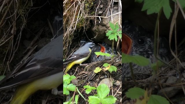 Кукушонок или пример гнездового паразитизма. смотреть онлайн