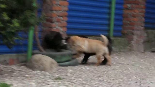 Щенки шарпея, 3 месяца из питомника Котмариан. смотреть онлайн