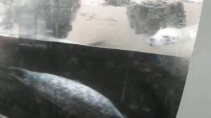 Морские тюлени в Бостонском Аквариуме