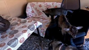 ВОЛЧЕНОК ПЕРЕЕХАЛ К СОБАКАМ, КАНАДСКИЙ ВОЛК, BLACK CANADIAN WOLF