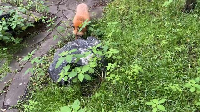 Алиса - лиса. Опять диета смотреть онлайн