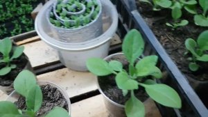 когда сеять ПЕТУНИЮ на рассаду .ПЕТУНИЯ сроки посева. когда сажать  петунию на рассаду