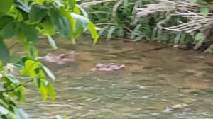 Поздний Августовский выводок Диких утят, подросли и окрепли 2 часть  // Дикая мама Утка на страже.