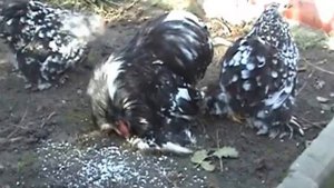 Кохинхин карликовый 2013 год