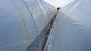 Балаган 6,2×50 метров за копейки.