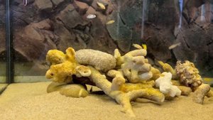 Мальки Цихлид Еллоу и Василёк