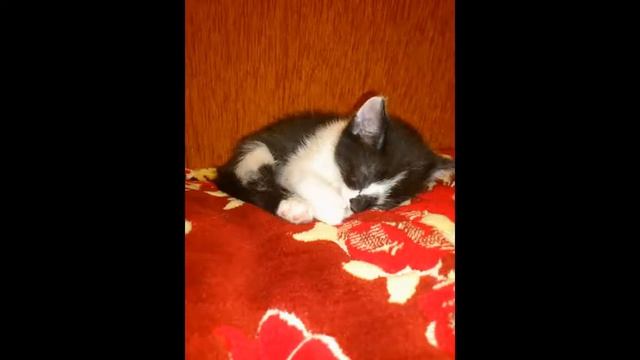 Котята (Возьмите котят БЕСПЛАТНО!!!) смотреть онлайн