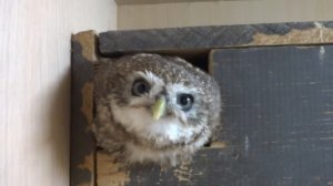 Маленькая домашняя вредина