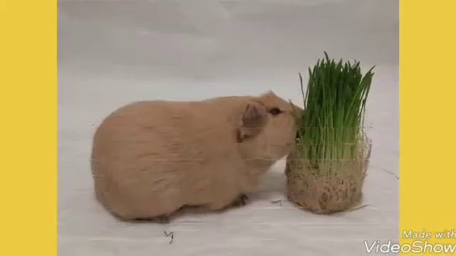 Как расчёсывать морскую свинку?Зачем нужен овес?