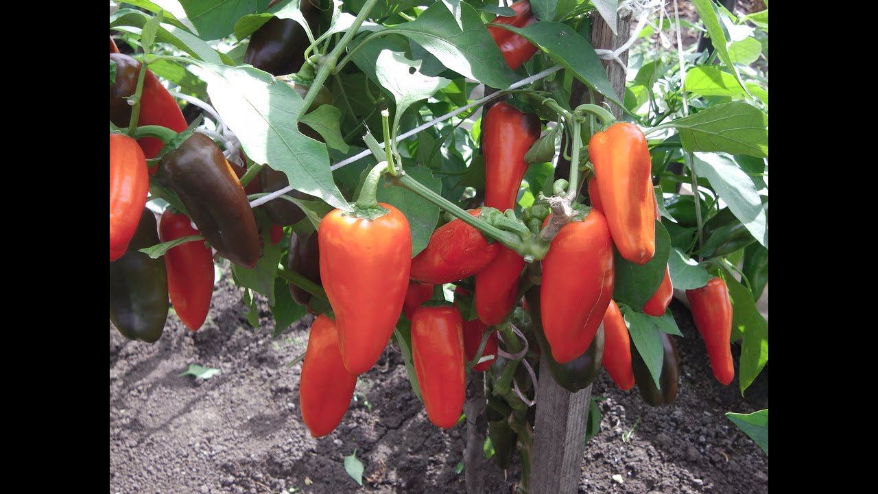 САМЫЙ УРОЖАЙНЫЙ И ОЧЕНЬ ВКУСНЫЙ СОРТ СЛАДКОГО ПЕРЦА смотреть онлайн