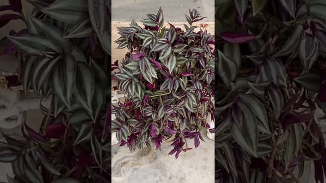 Inchplant /purple Calgary plant / tradescantia zebrina plant