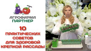 10 практических советов для здоровой крепкой рассады