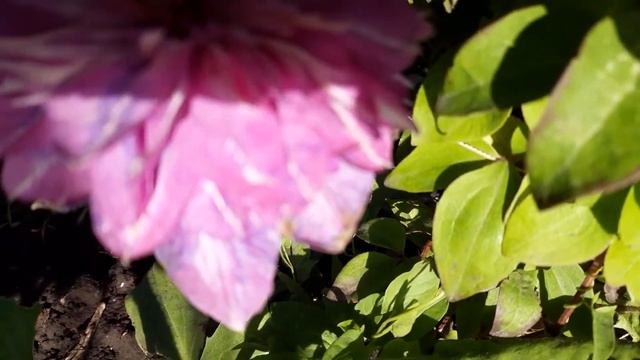 Clematis KAISER (клематис КАЙЗЕР) смотреть онлайн