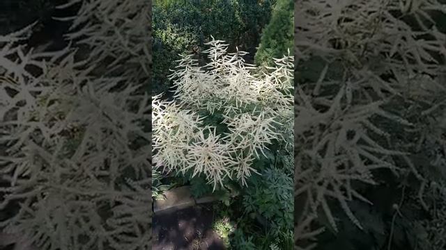 Волжанка, арункус 