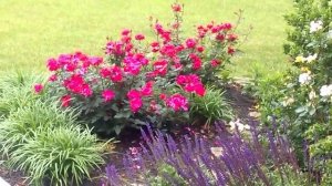 Flowers, Rain