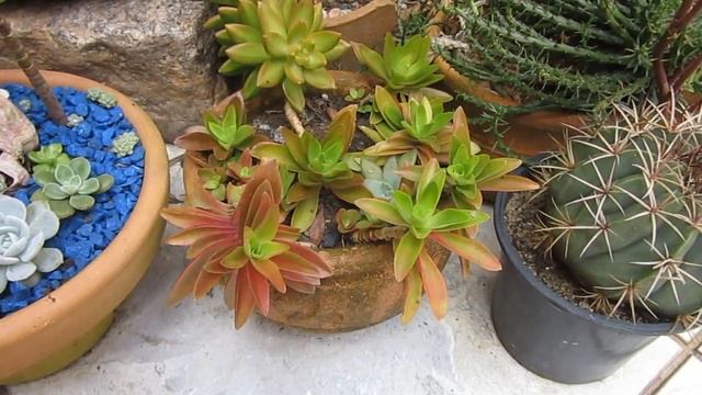 4 PASSOS para ter suculentas coloridas naturalmente - Parte 1 смотреть онлайн