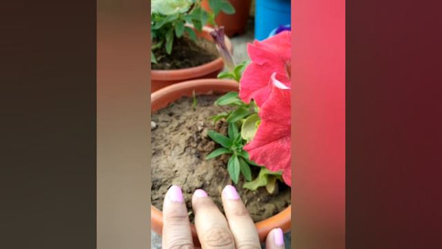 Petunia Plant Care || How to Grow and Care Petunia Plant || पेटुनिया प्लांट की देखभाल