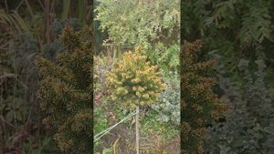 Ель обыкновенная Голд Наггет на штамбе. Picea abies gold nugget. Садовый дневник