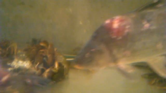 Сытые раки в Таврии-В смотреть онлайн