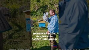 Пчелиный ящик Пандоры - проморолик к фильму Таёжная пасека Шишкиных