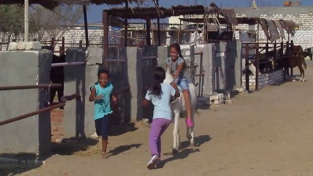 Весёлые катания детей на ослике в HORSERIDING HURGHADA смотреть онлайн
