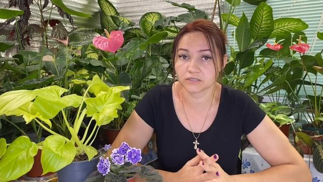 АГРОТЕХНИКА и "АГРОНОМЫ" . Комнатные растения. смотреть онлайн