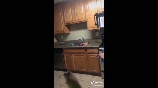 SHUT UP CHALLENGE ?COMPILATION 1 смотреть онлайн