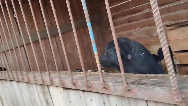 Жизнь приюта.Подарки.Обретение дома / Приют для собак г Ефремов