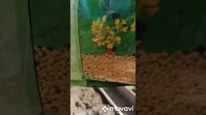 Как я делаю лёгкую и плодородную грядку....