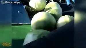 Самодельные чудеса сельхоз техники