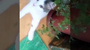 Ты сегодня мне принёс не букет из пышных роз, не тюльпаны и не лилии...