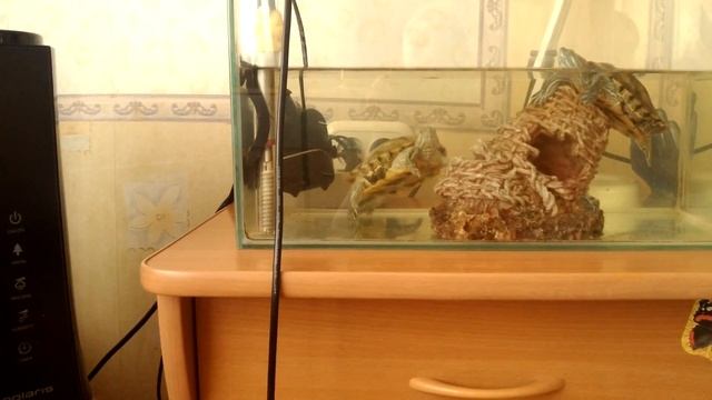 Половой орган красноухого самца черепахи смотреть онлайн